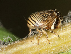 Clastoptera lineatocollis