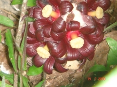 Bdallophytum americanum
