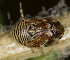 Clastoptera lineatocollis