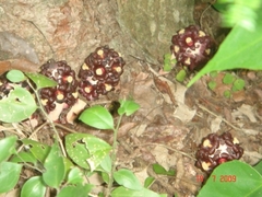 Bdallophytum americanum