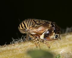 Clastoptera lineatocollis