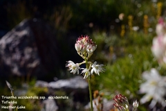 Triantha occidentalis occidentalis