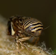 Clastoptera lineatocollis