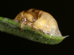 Clastoptera lineatocollis