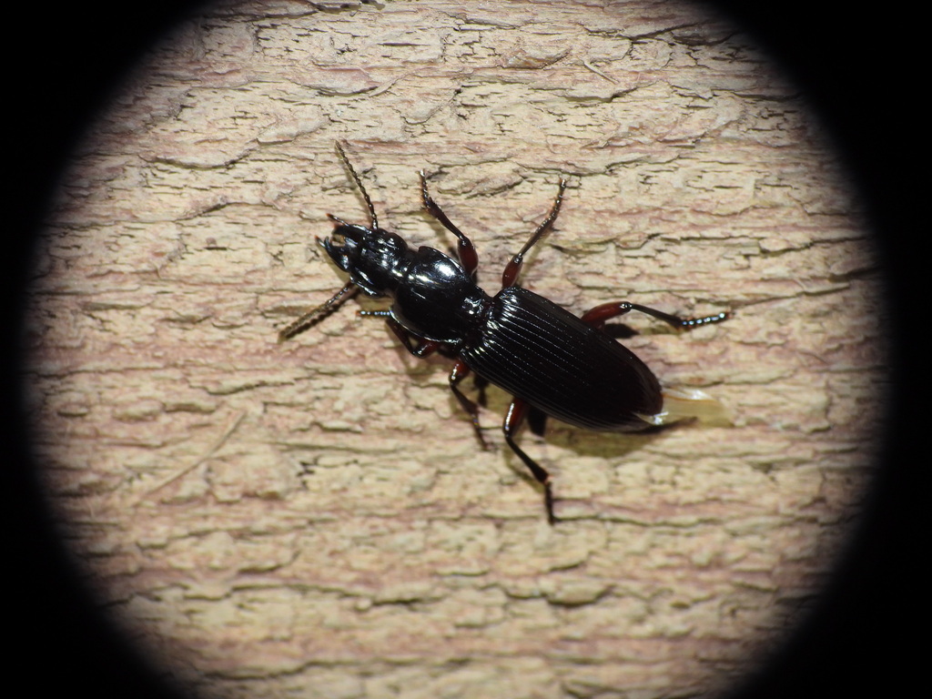 Morling Insect Morion from Coomba Park NSW 2428, Australia on February 1, 2025 at 08: ...