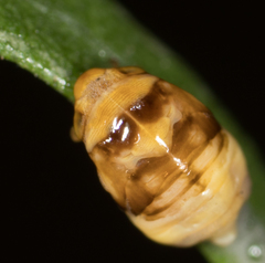 Clastoptera lineatocollis