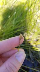 Carex exilis