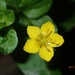 Yellow Pimpernel - Photo (c) heutehier, some rights reserved (CC BY-NC), uploaded by heutehier