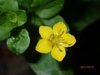 Yellow Pimpernel - Photo (c) heutehier, some rights reserved (CC BY-NC), uploaded by heutehier