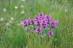 Betonica hirsuta
