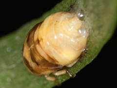 Clastoptera lineatocollis