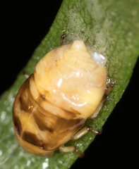 Clastoptera lineatocollis