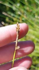 Carex exilis