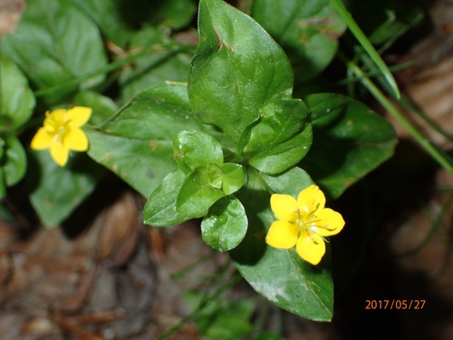 Yellow Pimpernel