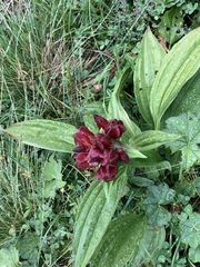 Gentiana purpurea