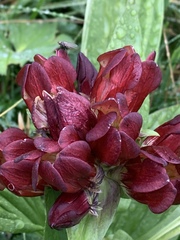 Gentiana purpurea