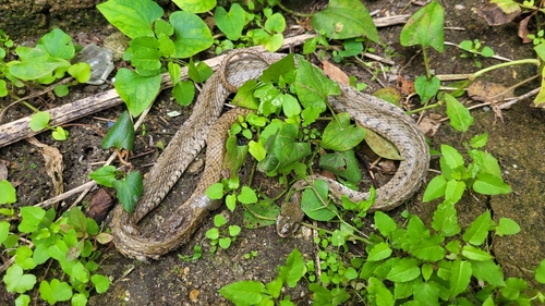 Yellow-spotted Keelback