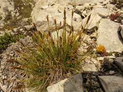 Carex pyrenaica