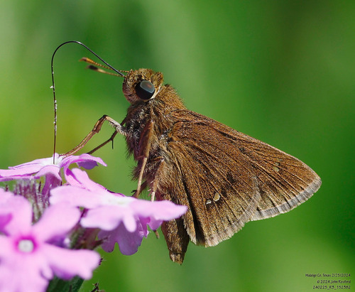 Double-dotted Skipper