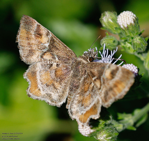 Texas Powdered Skipper photo 3
