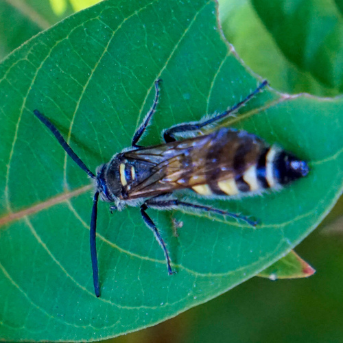 Toltec Scoliid Wasp photo 4