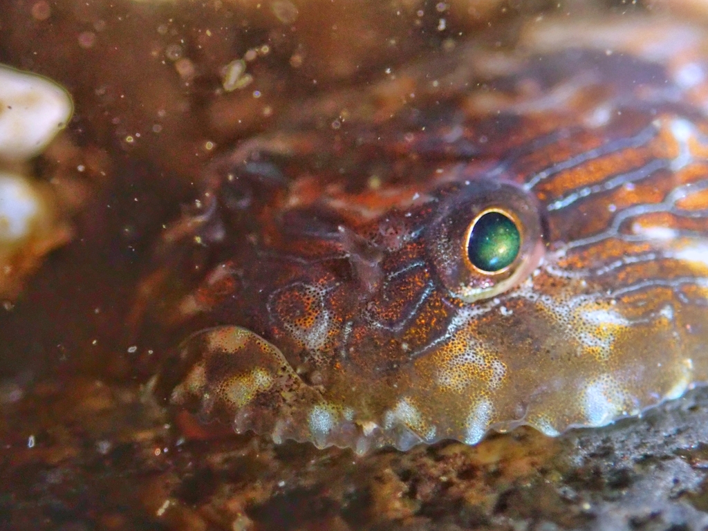 Panamic Clingfish