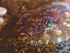 Panamic Clingfish photo 1