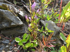 Gentianella amarella