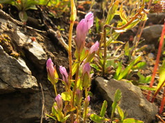 Gentianella amarella