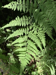 Macrothelypteris