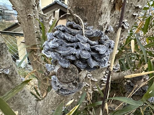 Trametes versicolor