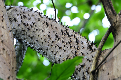 Javillo spiny trunk