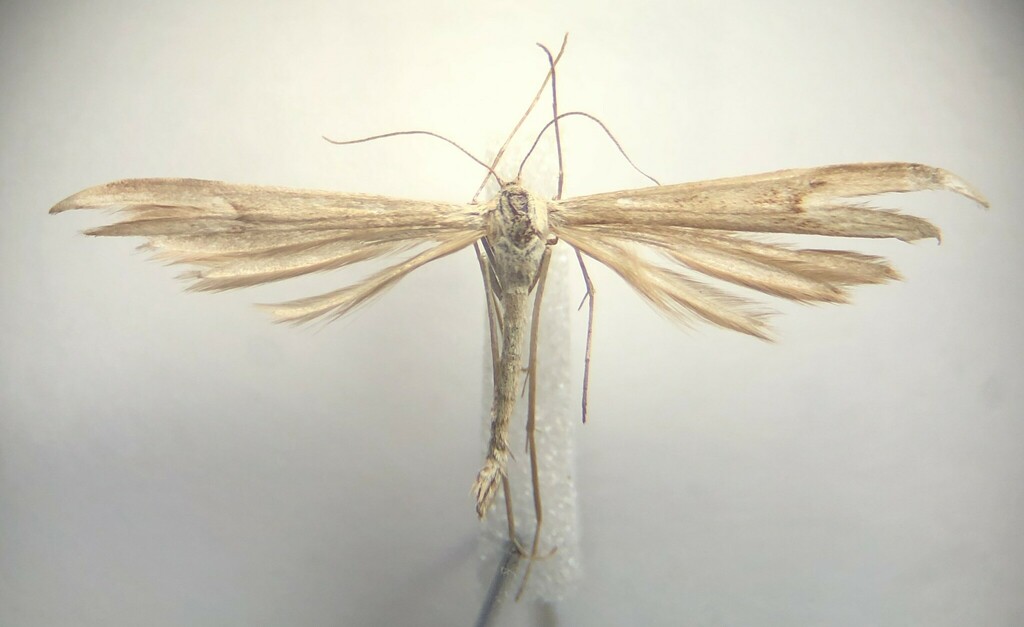 Bruce's Plume Moth