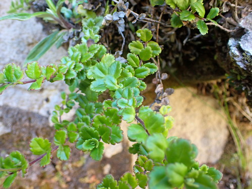 Veronica hookeriana