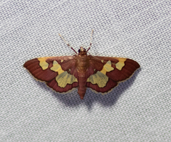 Colomychus talis