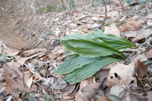 Calanthe graciliflora, photograph 5