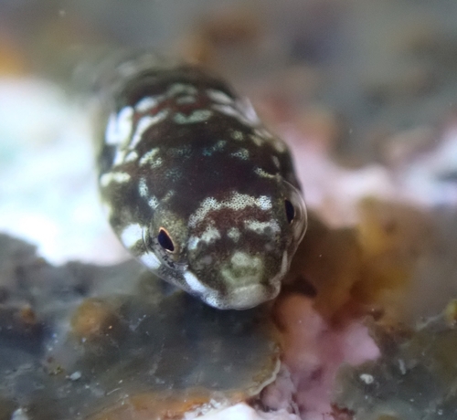 Hourglass clingfish (Tomicodon petersii) — Gobiesocidae — 4