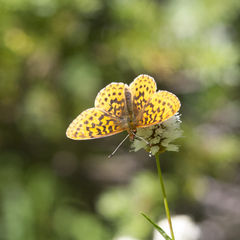 Boloria epithore