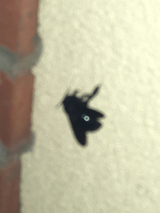Xylocopa californica arizonensis