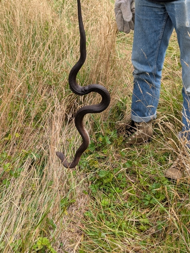 Highlands Copperhead sighting