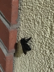 Xylocopa californica arizonensis