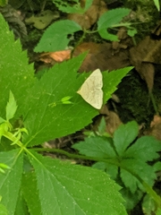 Zanclognatha pedipilalis