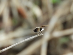 Ogcodocera leucoprocta