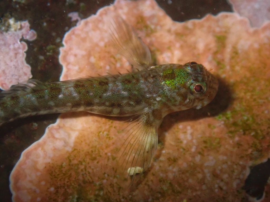 Notchfin blenny (Entomacrodus chiostictus) — Blenniidae