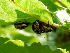Calligrapha intermedia