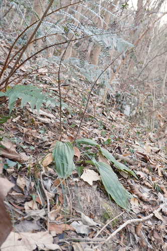 Calanthe graciliflora, photograph 6
