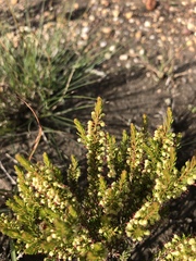 Erica coarctata