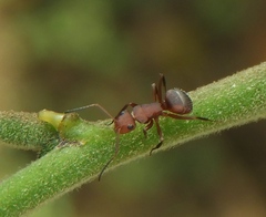 Camponotus rectangularis