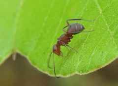 Camponotus rectangularis