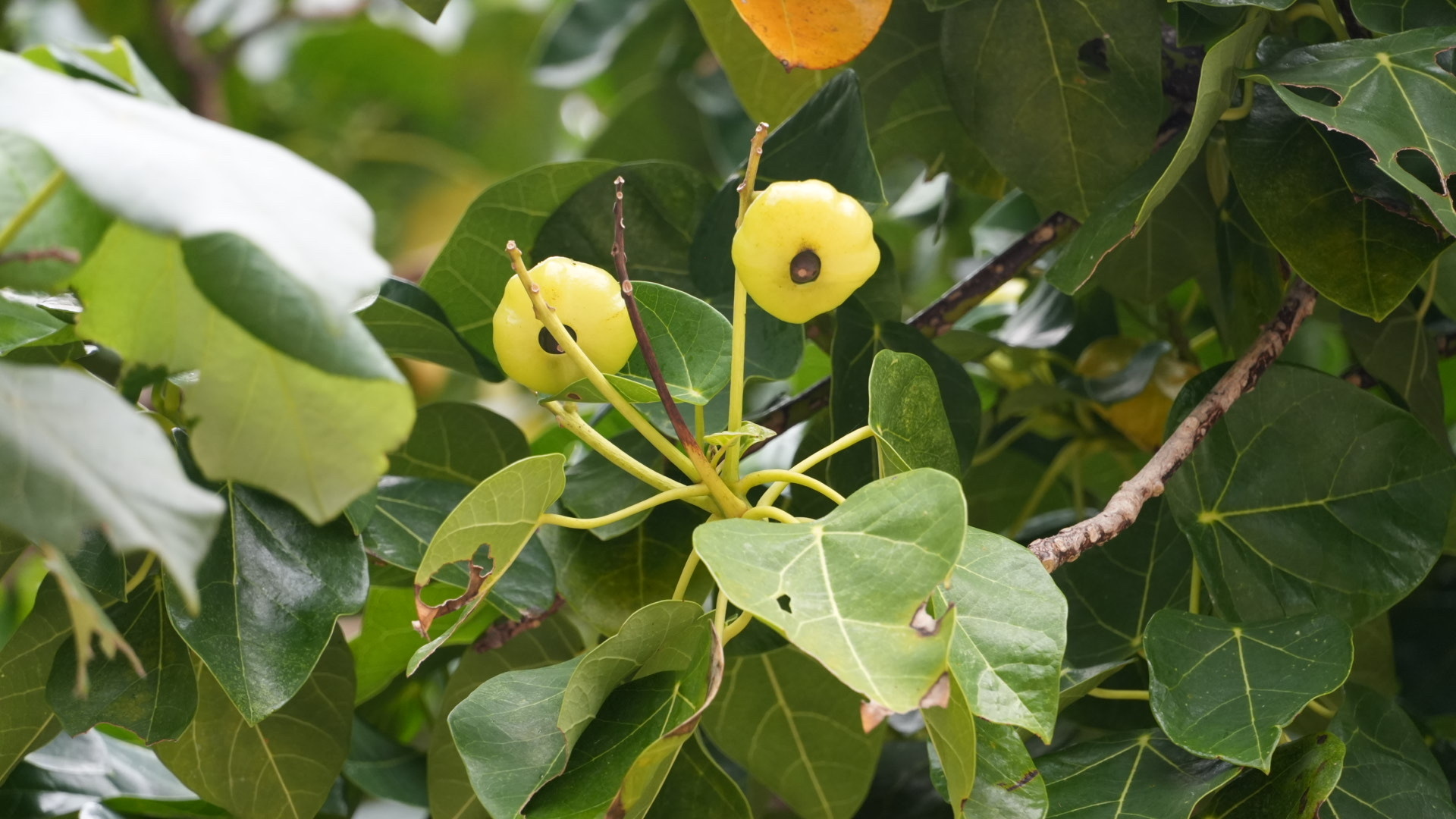 Imagem de Pau-de-jangada